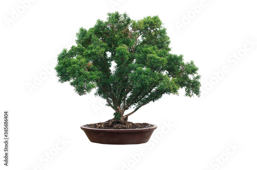 bonsai tree isolated on white background