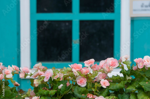 Fototapeta Naklejka Na Ścianę i Meble -  flowers in window