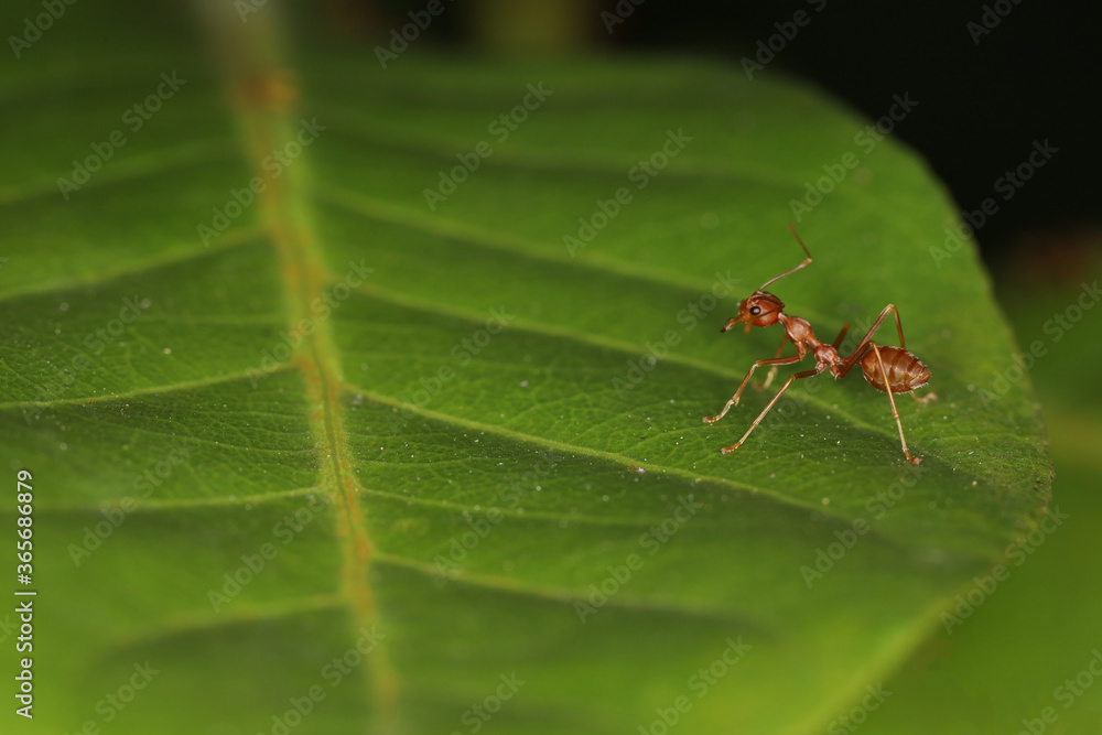 Close up macro red ant on green leaf on nature at thailand Close up macro red ant on green leaf on nature at thailand