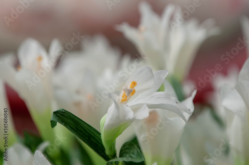 Fototapeta Naklejka Na Ścianę i Meble -  close up of a white tulip