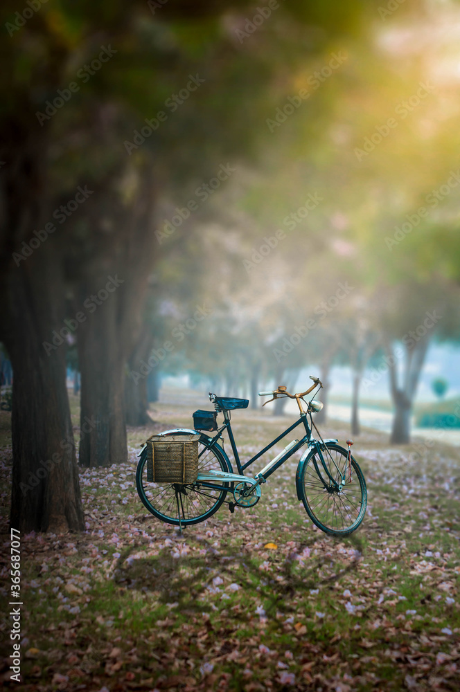 bike in the park