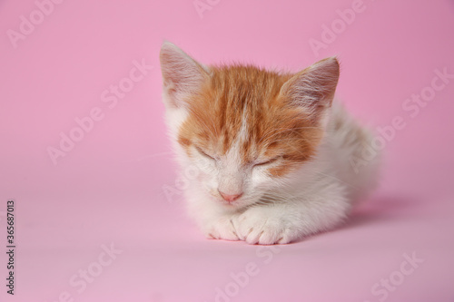 Cute little kitten sleeping on pink background, closeup. Baby animal