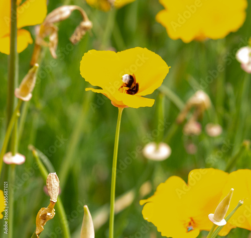 Bumblebee on a poppy, collecting pollen III