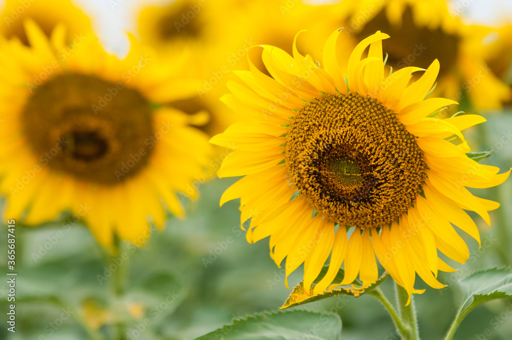 Fototapeta premium sunflower in the field