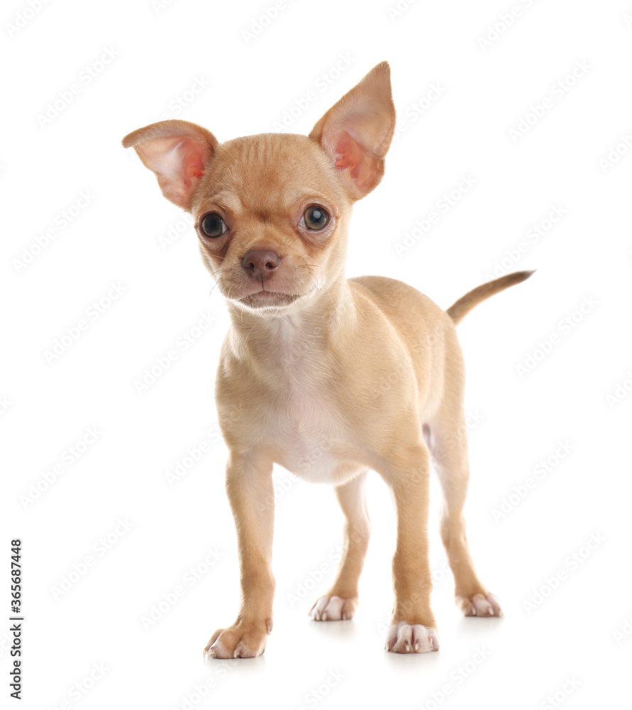 Cute Chihuahua puppy on white background. Baby animal