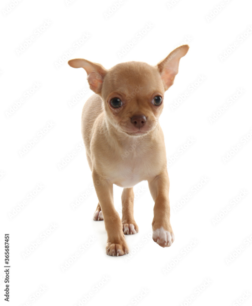 Cute Chihuahua puppy with toy on white background. Baby animal