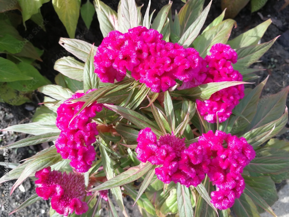 Obraz premium pink flowers in the garden