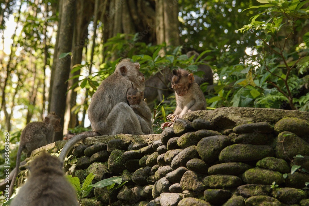 Macaque monkeys in the Monkey Forest of Bali. Macaque monkeys in the Monkey Forest of Bali.
