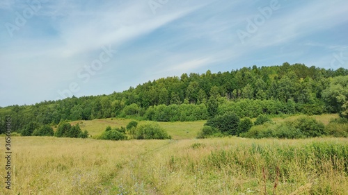 green forest on a blue sky background on a sunny day