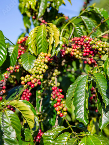 Ripening fruits of the coffee tree in Vietnam