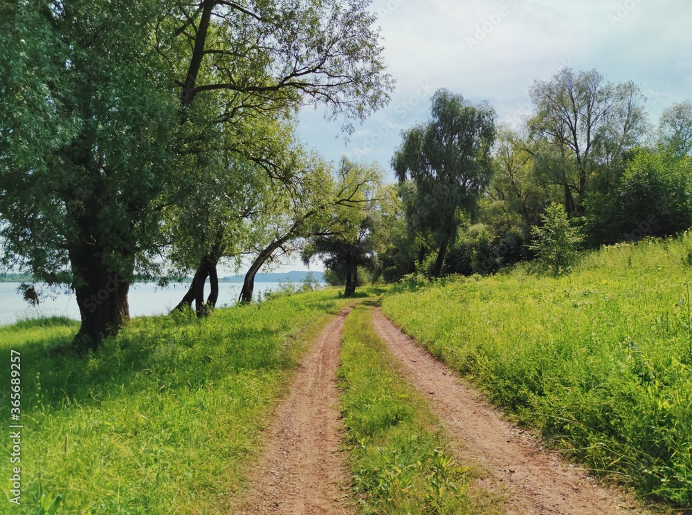 country road among trees along the river bank country road among trees along the river bank