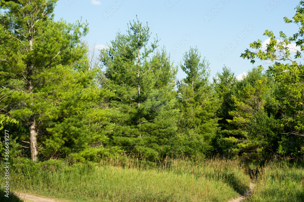 Wilderness and Trees Wilderness and Trees
