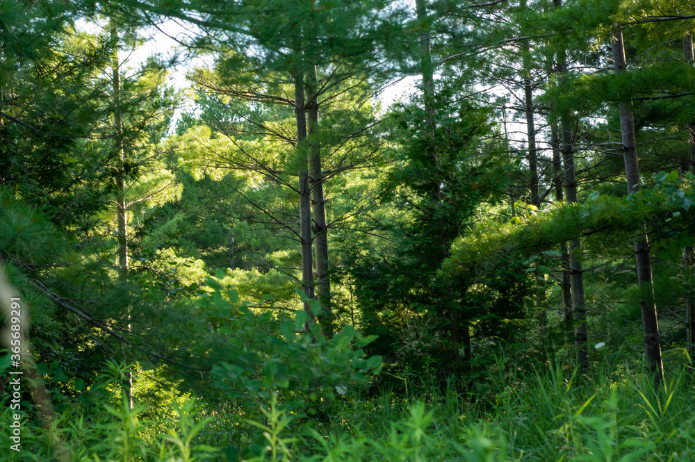 Wilderness and Trees Wilderness and Trees