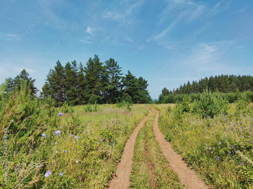 winding road in a field near the forest on a sunny day