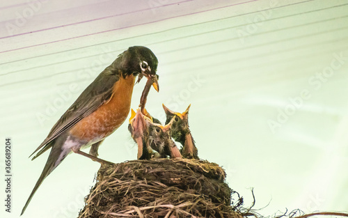American robin parents are feeding their babies with worms

