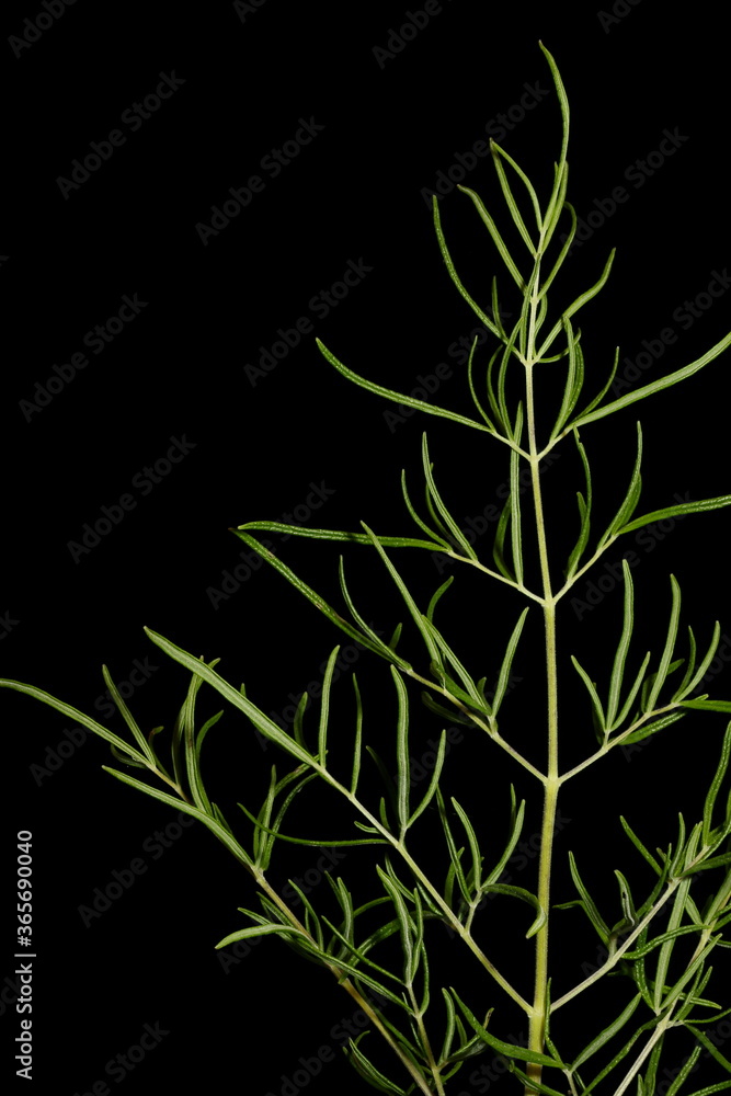 Bright Meadow-Rue (Thalictrum lucidum). Leaf Closeup
