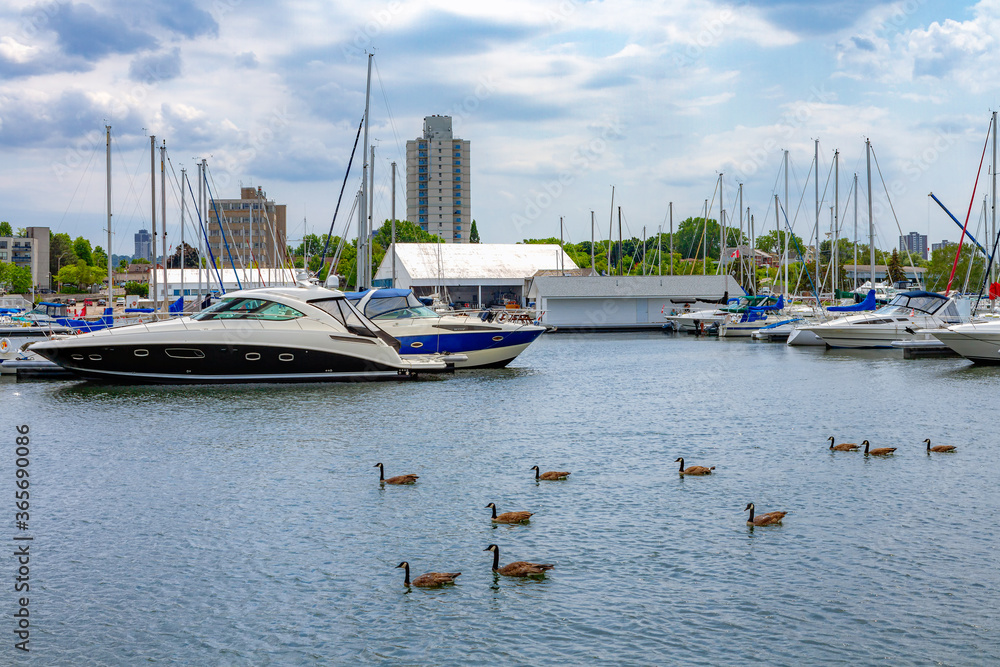 Canada Goose swimming at the Hamilton harbour front park, Ontario Canada