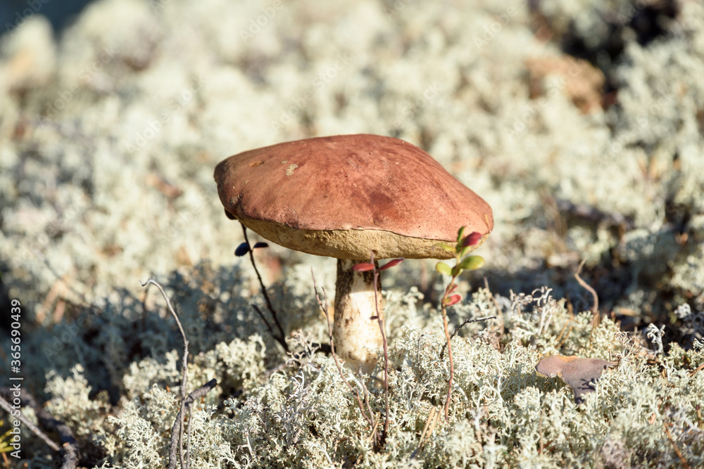 Edible mushroom boletus with red hat grows on white moss on an autumn day in the forest. Edible mushroom boletus with red hat grows on white moss on an autumn day in the forest.