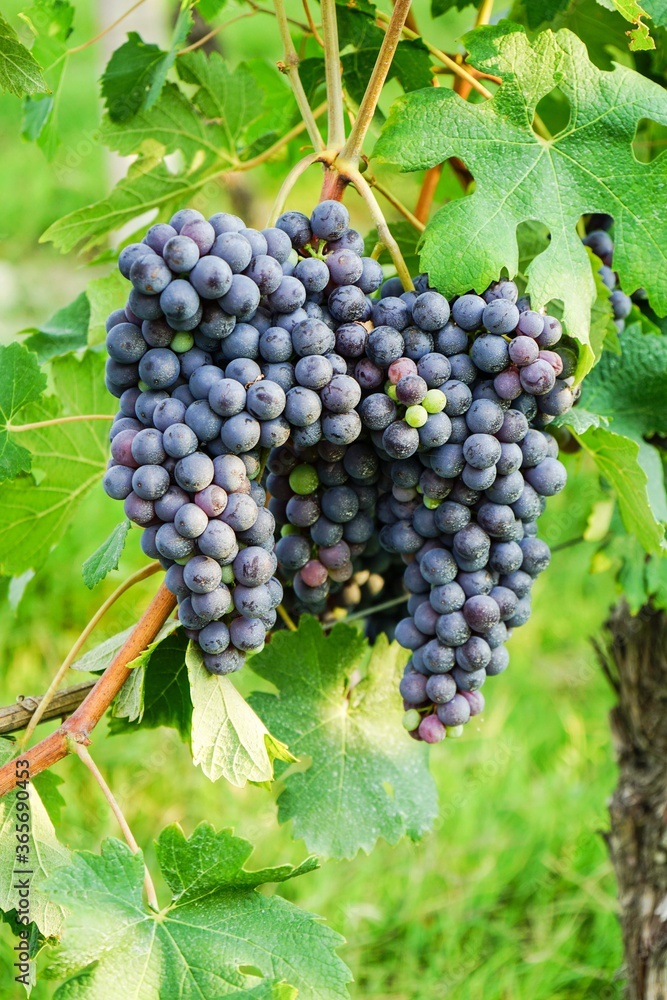 Bunch of Nebbiolo Grapes Bunch of Nebbiolo Grapes