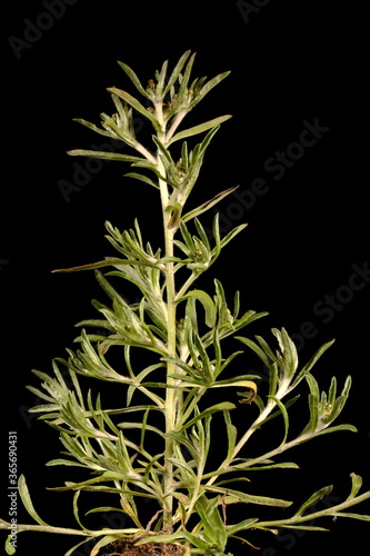 Marsh Cudweed (Gnaphalium uliginosum). Habit photo