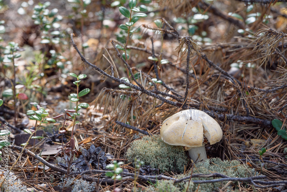 Russula mushroom with brittle hat grows on moss in pine forest on summer day. Russula mushroom with brittle hat grows on moss in pine forest on summer day.