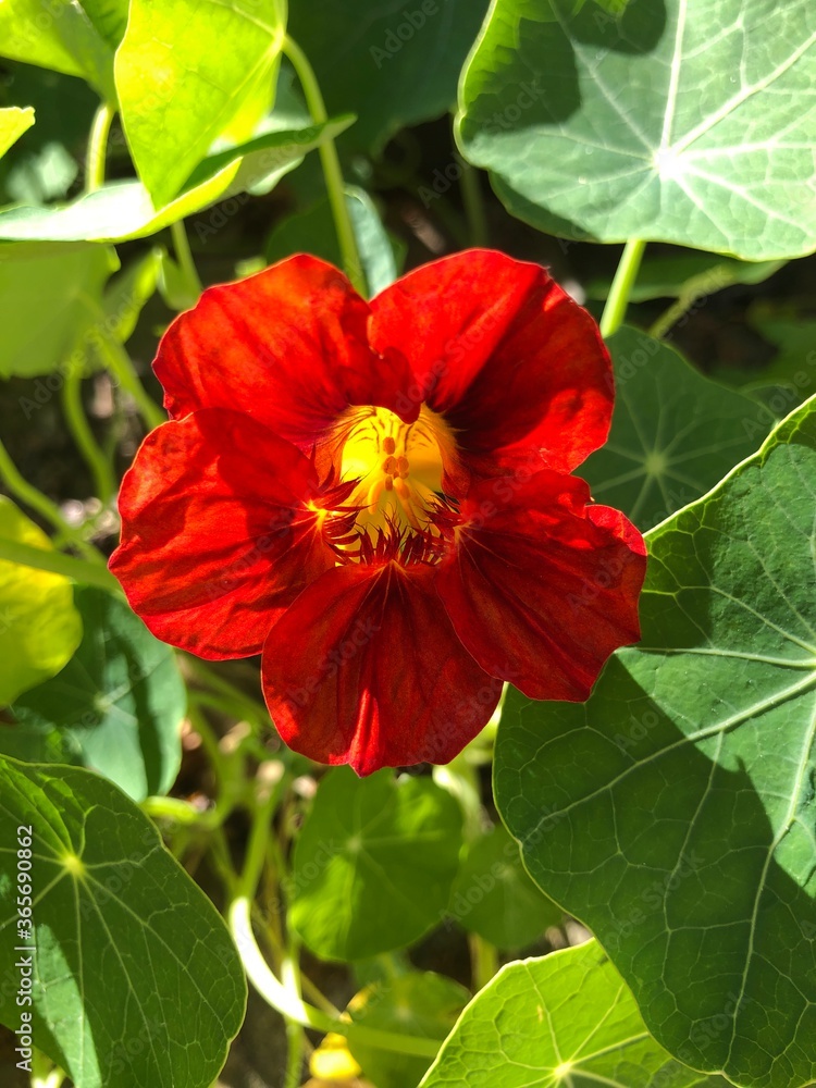 Bright red Nasturtium plant in flower, in summer, United Kingdom Bright red Nasturtium plant in flower, in summer, United Kingdom