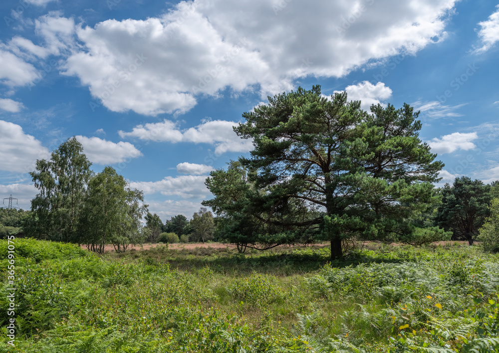 Pine tree woodland scene