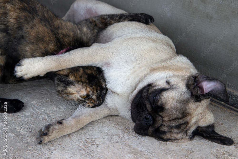 Turtle color cat and dog pug playing on sofa. Cat holding dog and bites Turtle color cat and dog pug playing on sofa. Cat holding dog and bites