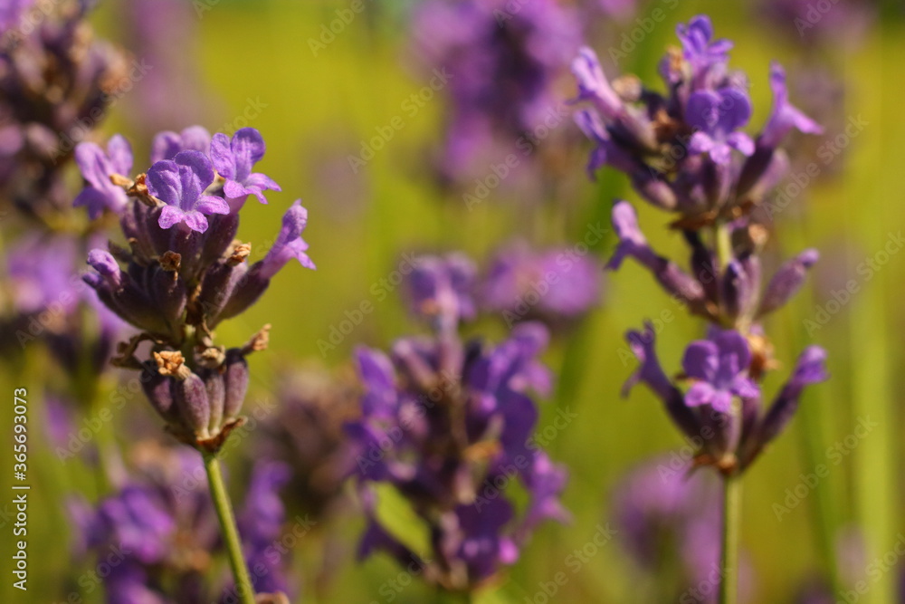 Obraz premium lavender flowers