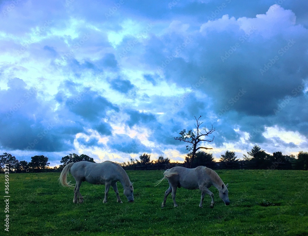 Fototapeta premium White Horses Just Before Dawn