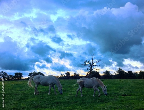 White Horses Just Before Dawn