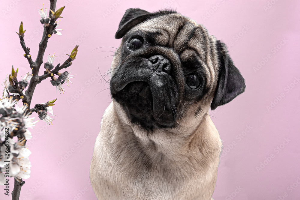 pug dog in sakura flowers posing and looking at the camera on a pink background