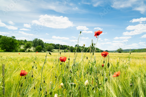 Gerstenfeld photo