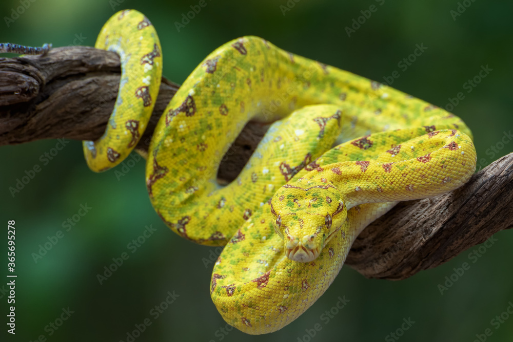 Fototapeta premium Juvenille green tree phyton on tree branch
