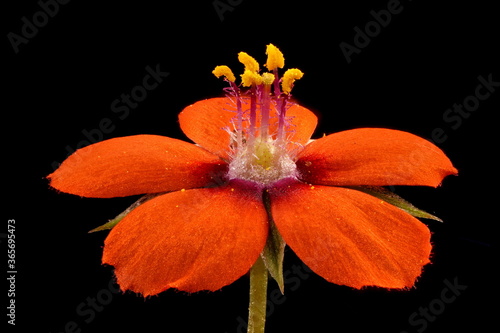 Scarlet Pimpernel (Anagallis arvensis). Flower Closeup photo