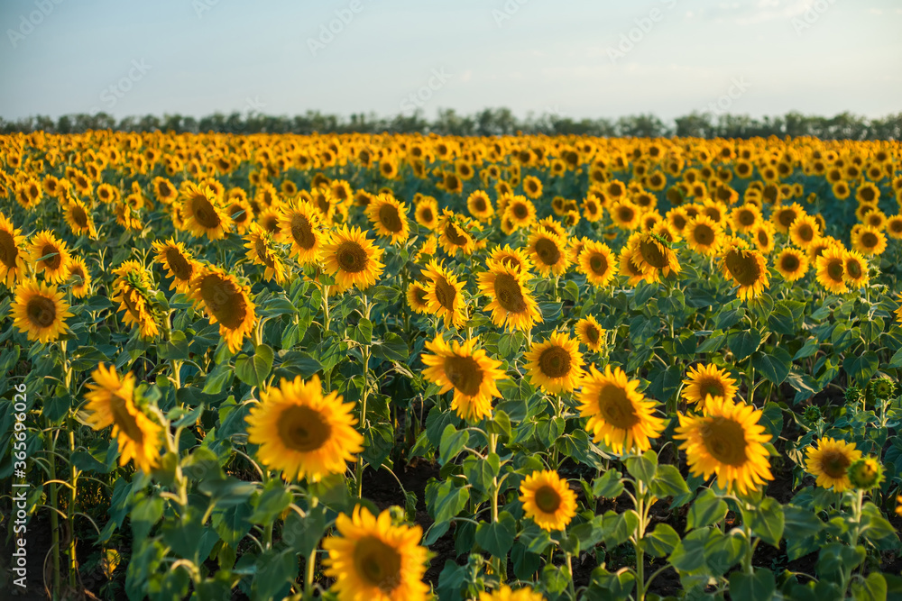 Fototapeta premium Sunflower field Background on sunset at summer