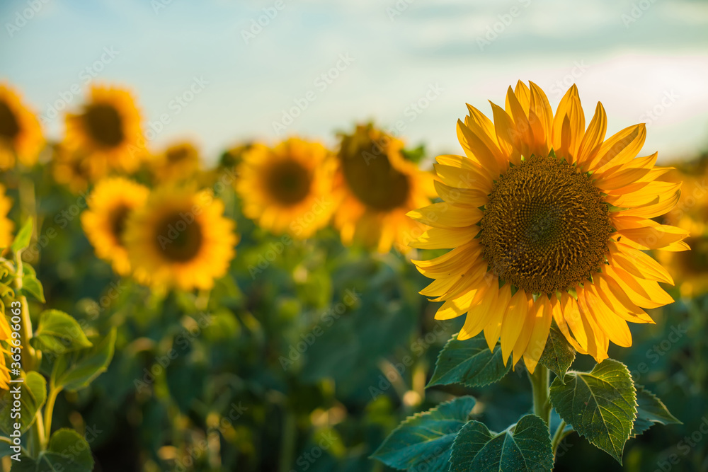 Fototapeta premium close-up of sunflower against green background with flowers