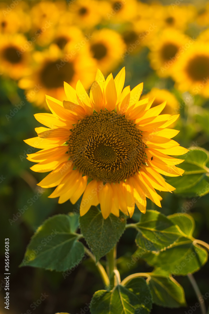 close-up of sunflower against green background with flowers