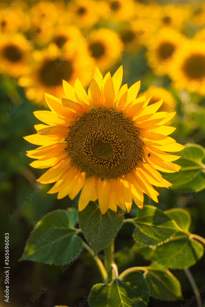 close-up of sunflower against green background with flowers close-up of sunflower against green background with flowers