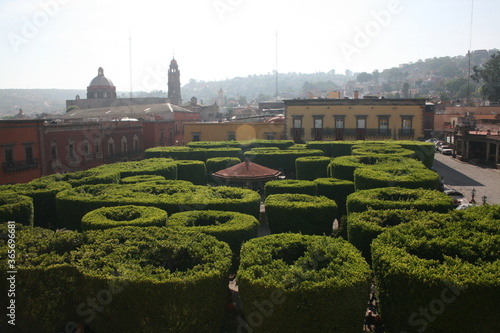 Round trimmed tree tops in Garden in San Miguel de Allende Mexico 2009