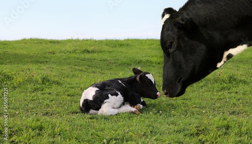Close-up of curious Holstein heifer's face looking at tiny little newborn calf laying in the green grass