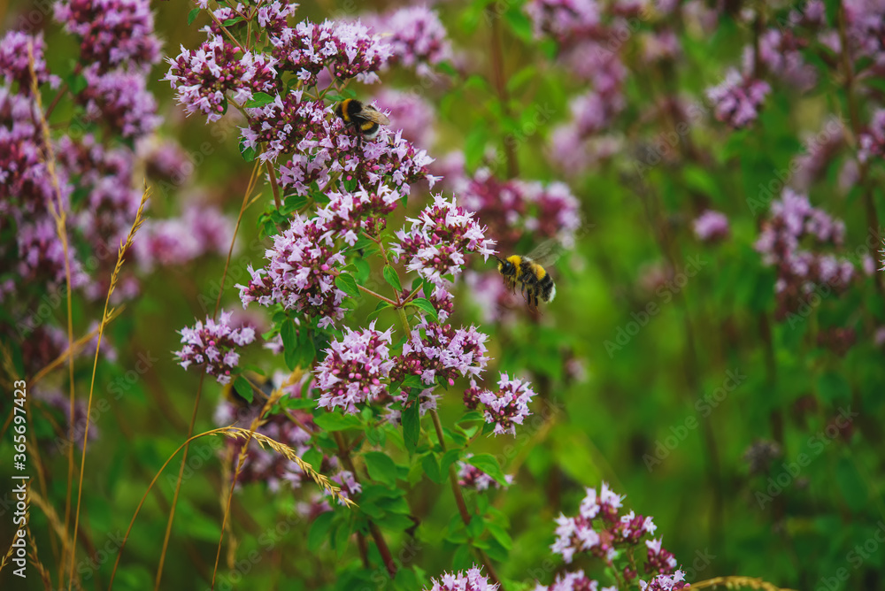Hummeln beim sammeln auf einer violetten Wiesen Blume Hummeln beim sammeln auf einer violetten Wiesen Blume