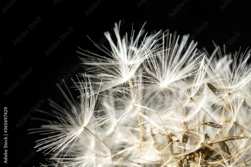 Naklejka premium Close-up of a faded dandelion flower with details on black background, Uster, Switzerland, Europe.