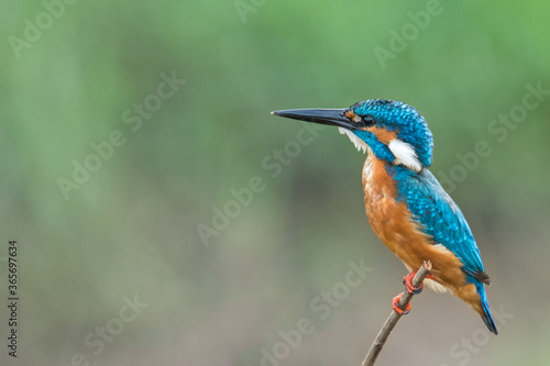 Hope of Kingfisher  © sangeetha