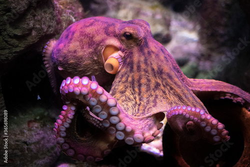 octopus in aquarium, sea life, ocean animals photo