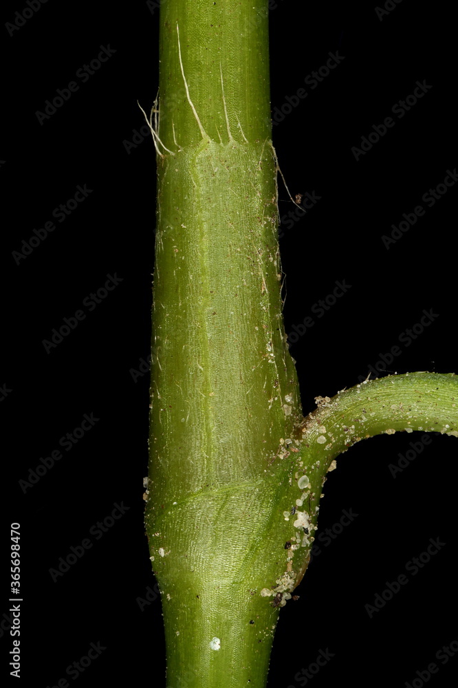 Obraz premium Redshank (Persicaria maculosa). Ocrea Closeup