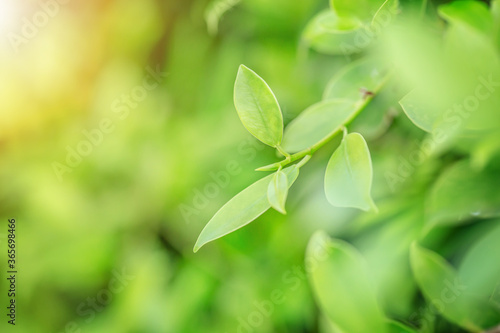 Background of green leaves under summer sunlight