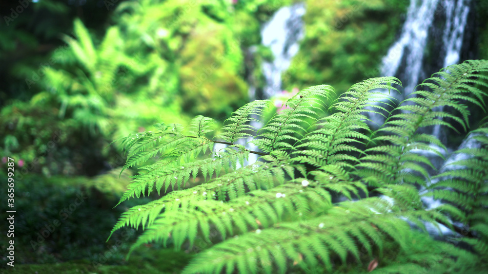 Fern forest tropical jungle close-up green lush waterfall background Fern forest tropical jungle close-up green lush waterfall background