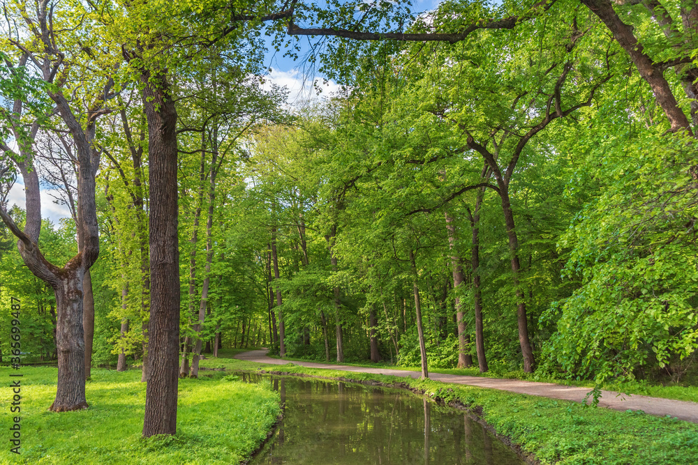 Fototapeta premium A stream in a quiet park on a summer day with a path leading into the distance