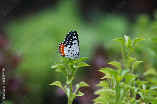 Butterfly out in rainy day